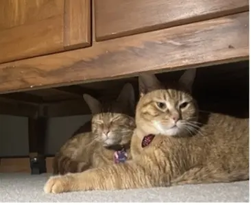 Open Science Grid